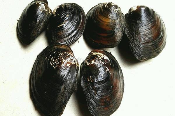 河蚌腊肉豆腐汤的做法图解1