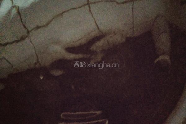 摊鸡蛋玉米饼的做法图解6