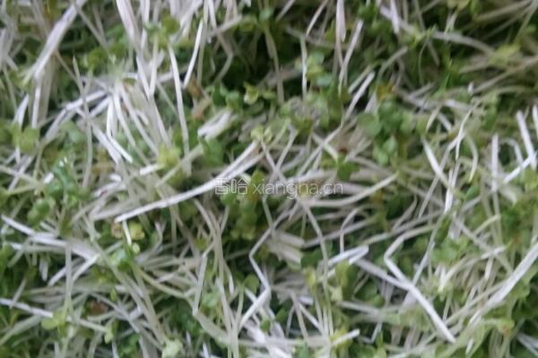 小白菜苗炒鸡蛋的做法图解1