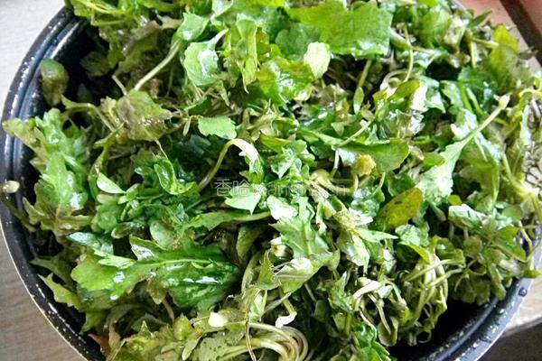 荠菜肉包子的做法图解7