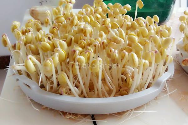 蚝油黄豆芽的做法图解2