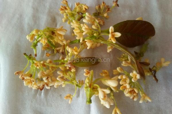 桂花茶的做法图解1