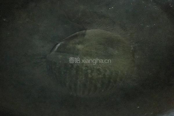 清蒸鲳鱼的做法图解11