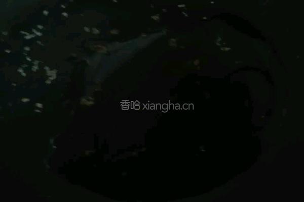芹菜猪肉炖粉条的做法图解6