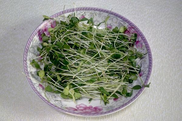 香椿苗鸡蛋饼的做法图解1
