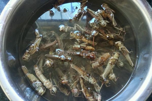 飞蝗腾达的做法图解1