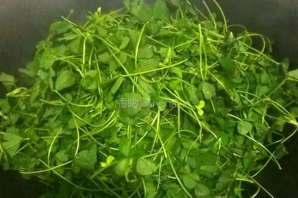 上汤金花菜的做法图解3