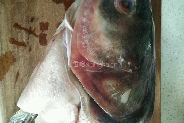 红烧查干湖大鱼头的做法图解1