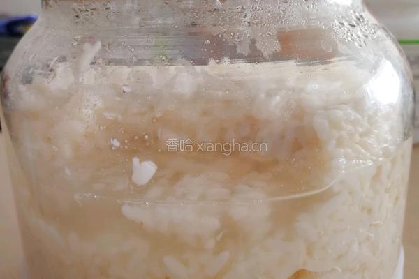 自制醪糟（米酒)的做法图解12