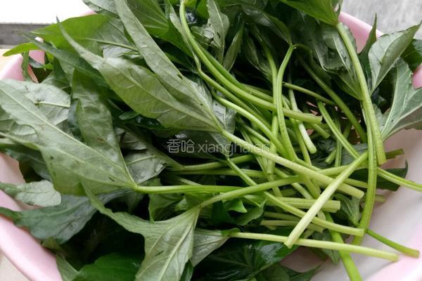 蒜炒红薯叶的做法图解1