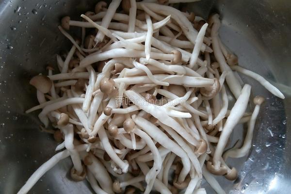 小蘑菇炒肉的做法图解1