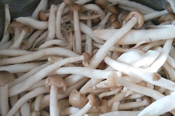 小蘑菇炒肉的做法图解2
