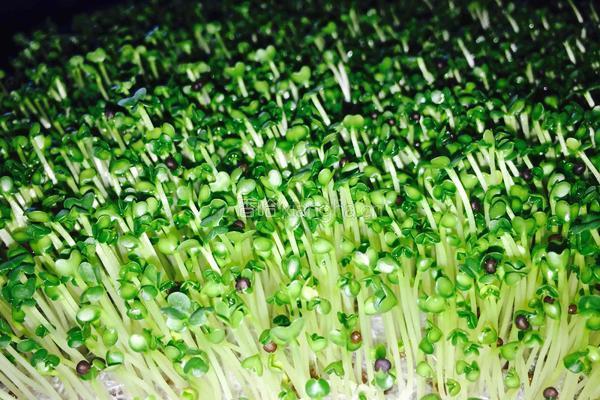 芽苗菜小油菜的做法图解5