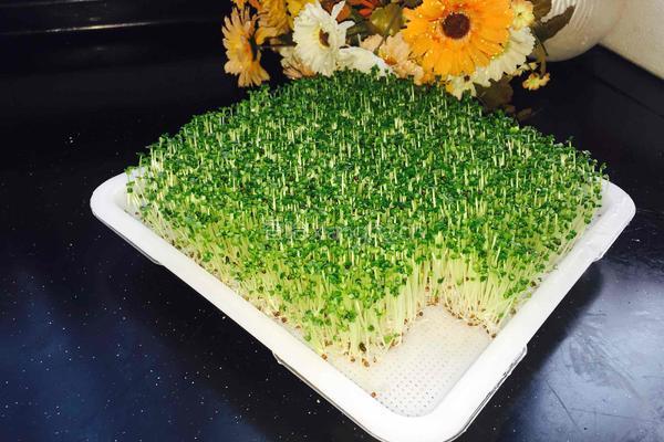 芽苗菜小油菜的做法图解6