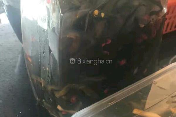 泡黄瓜的做法图解4
