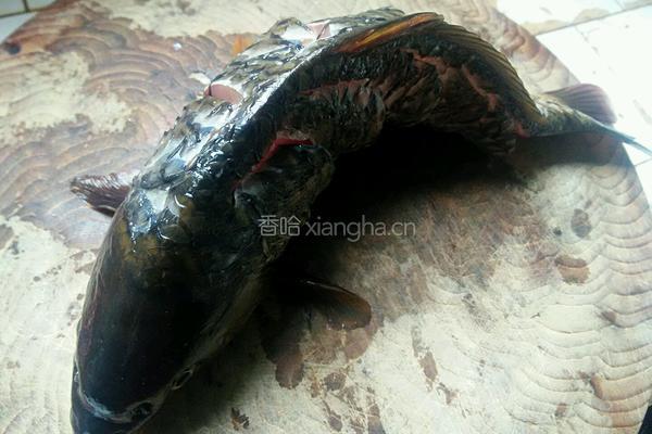 蒸跳水鲤鱼的做法图解3