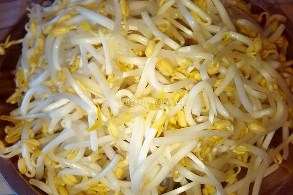 爆炒绿豆芽的做法图解1