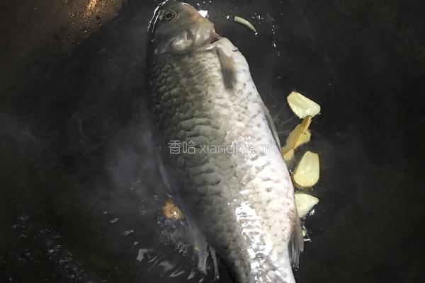 鲫鱼萝卜丝汤的做法图解4