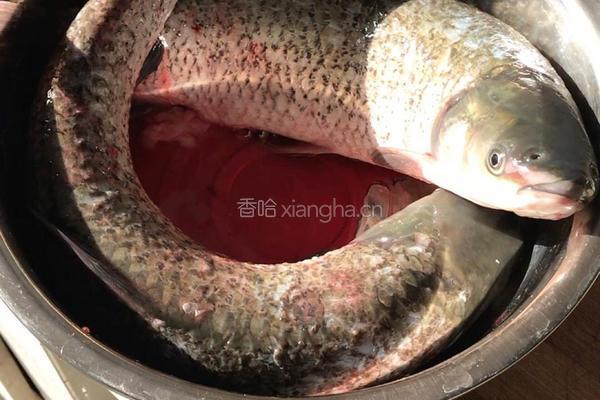 酸菜草鱼鲶鱼的做法图解1