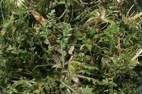 荠菜炒鸡蛋的做法图解1