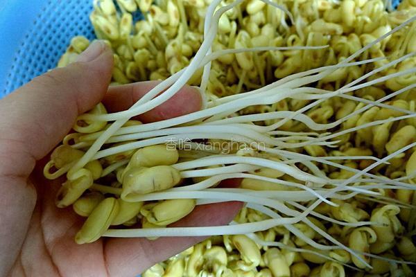 自发黄豆芽的做法图解5