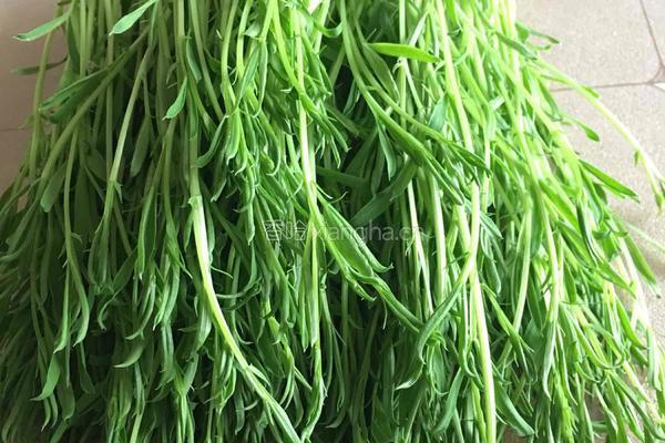 松柳苗拌干豆腐丝的做法图解2