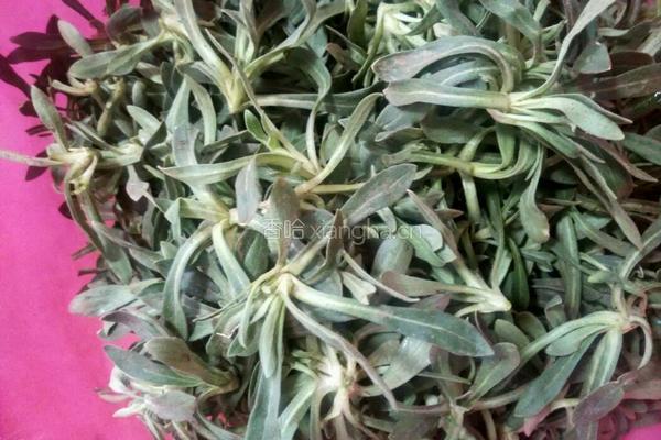 山菜水饺的做法图解7
