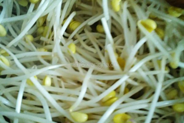 爆炒黄豆芽的做法图解5
