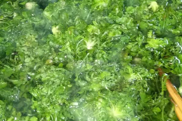 荠菜水饺的做法图解2