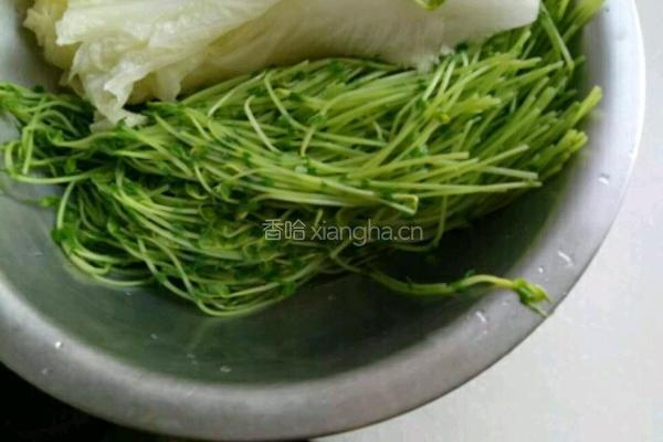 芽苗菜白菜肉馅的做法图解2