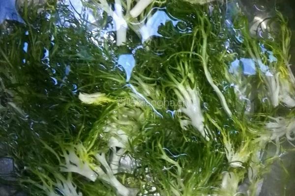 凉拌苦菊的做法图解1