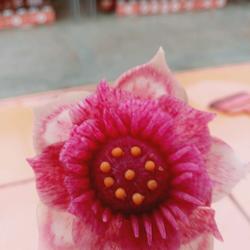 荷花（）莲花的做法[图]