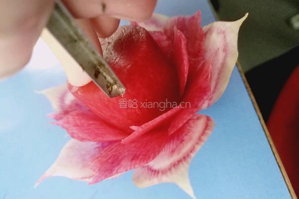 荷花（）莲花的做法图解17