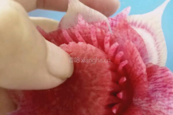 荷花（）莲花的做法图解18