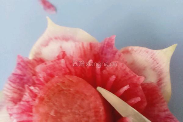 荷花（）莲花的做法图解21