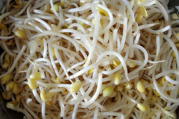 素炒黄豆芽的做法图解1