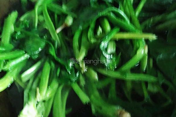 蚝油菠菜凉拌的做法图解3