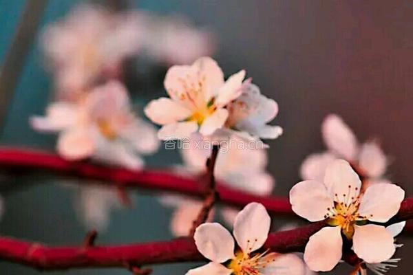 桃花面包的做法图解14
