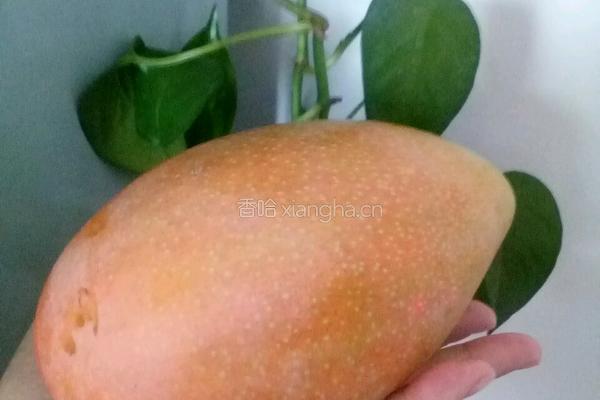 芒果千层的做法图解13