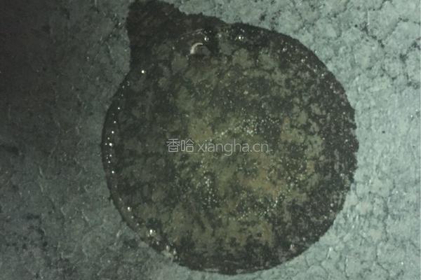 香椿炒鸭蛋的做法图解6