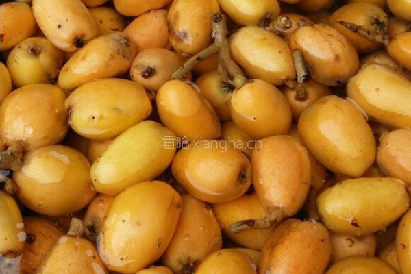 川贝枇杷膏的做法图解2