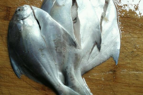 焖白鲳鱼的做法图解2