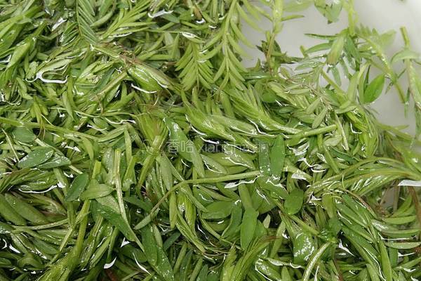 蒸野碗豆苗的做法图解2