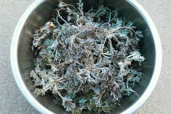 拌白蒿的做法图解2