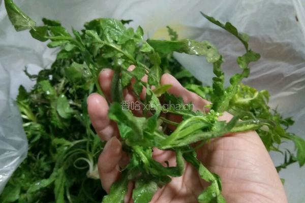 荠菜包子的做法图解1