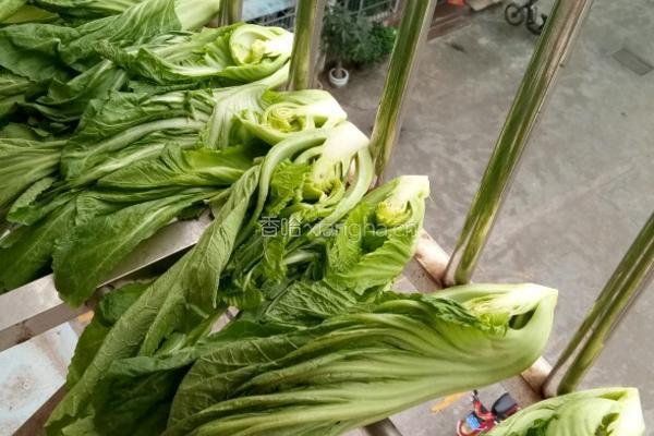 自腌酸菜的做法图解1