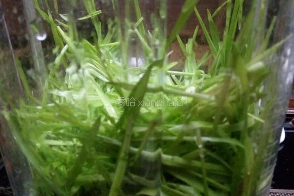小麦草汁的做法图解2