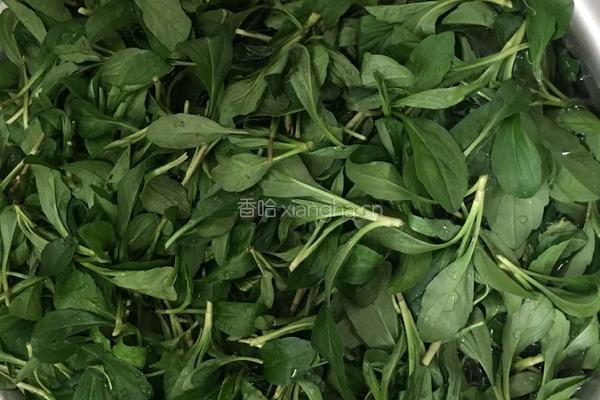 凉拌马兰头的做法图解2