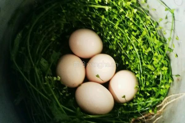 地菜花煮鸡蛋的做法图解3