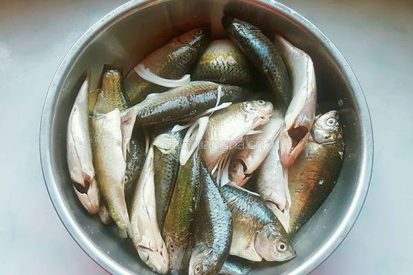 酥炸鲫鱼的做法图解3